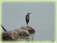 Blue Heron