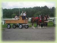 Shire Horses