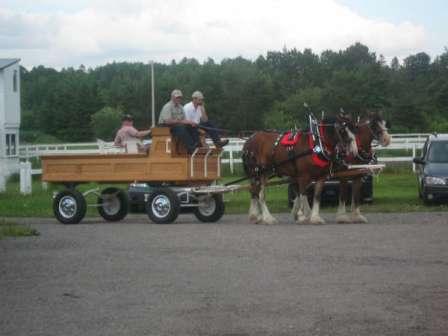 Shire Horses