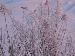 Hoar frost