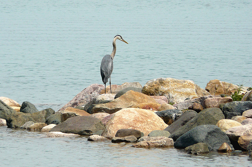 Blue Heron