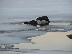 Otters at McKay Island